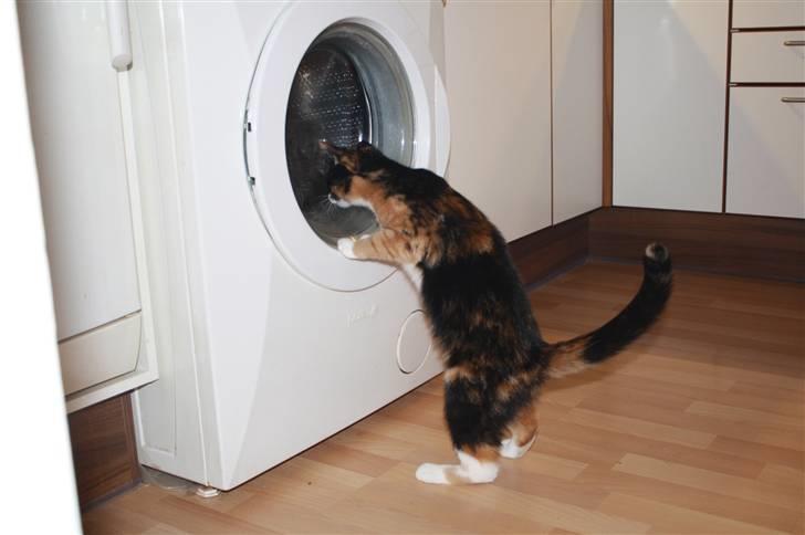 Huskat Sahara - Nyt.... Hvad sker der her??? billede 19