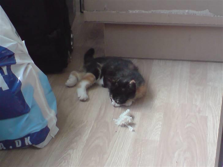 Huskat Sahara - Første dag i mit nye hjem. 11 uger gammel. billede 20