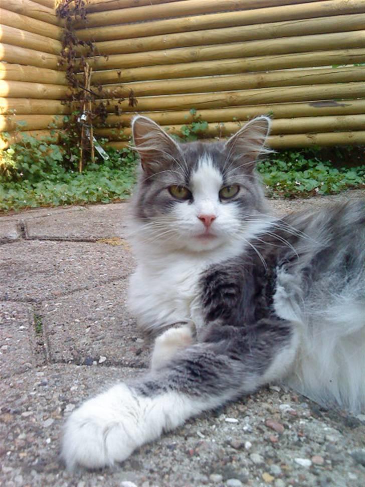 Blanding af racer Berta - ligger og nyder en lun aften... - billede 9