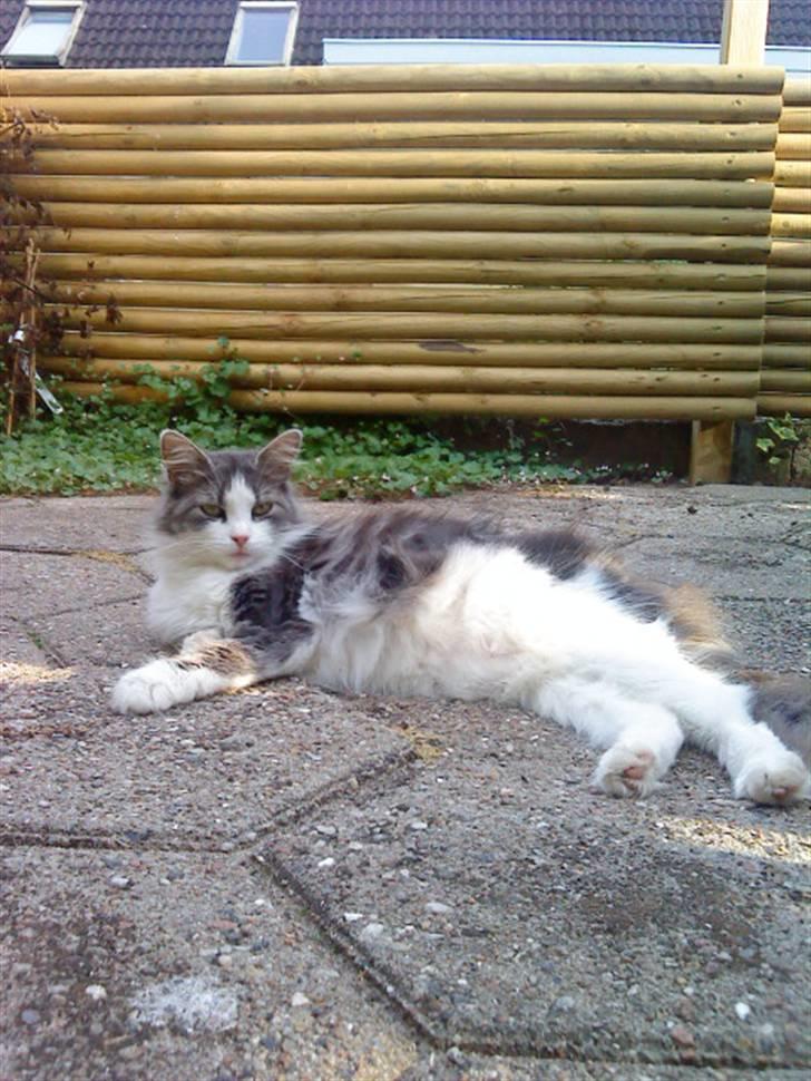 Blanding af racer Berta - ...med min tykke mave..  billede 10