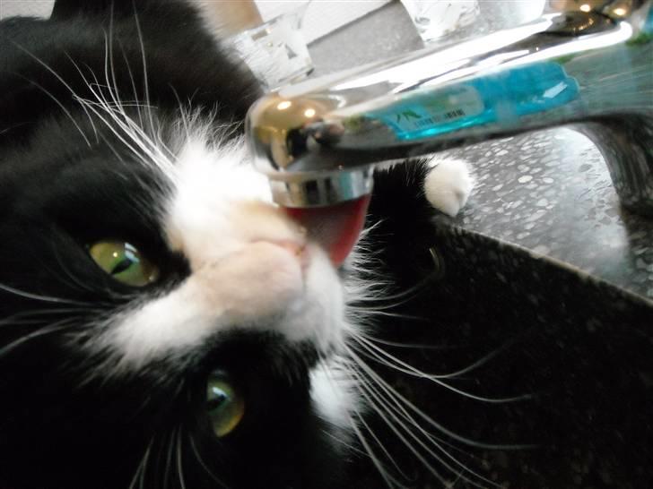 Blanding af racer » Silke <3 - 15) billede 14