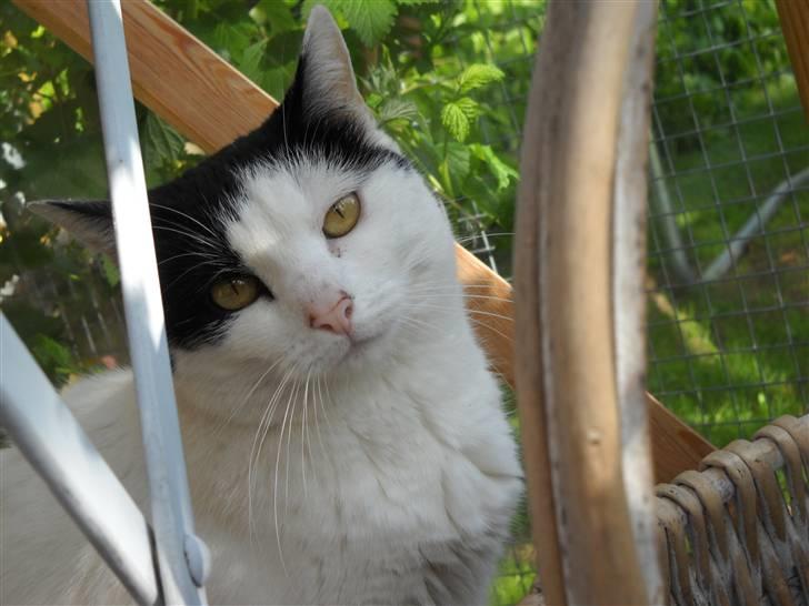 Huskat » Josefine<3 - 17; Smukke mis :D <3 billede 17