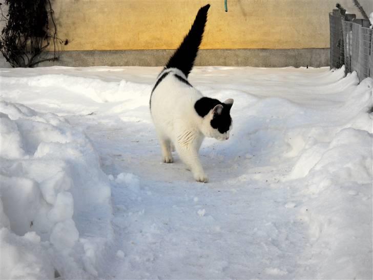 Huskat » Josefine<3 - 18; Josefine vinter 2009/10 tror jeg. <3 billede 18