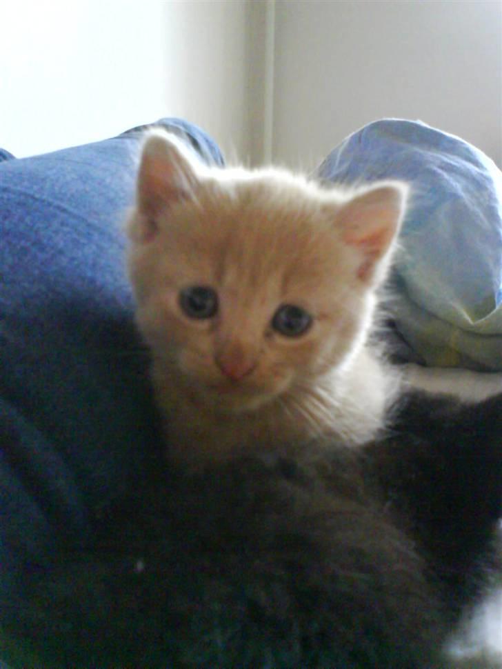 Blanding af racer Lucky<33 (død) :´(   - velkommen til min profil. <33 billede 1