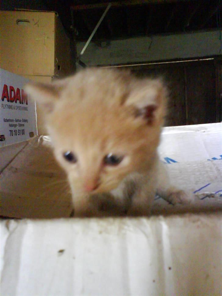 Blanding af racer Lucky<33 (død) :´(   billede 2