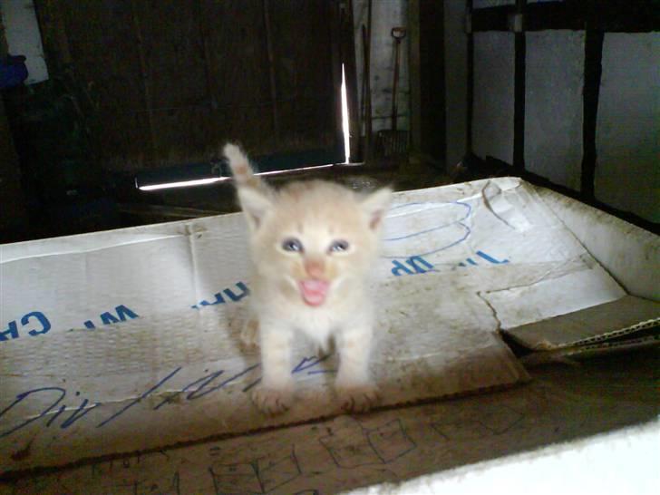 Blanding af racer Lucky<33 (død) :´(   billede 3