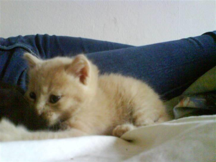 Blanding af racer Lucky<33 (død) :´(   billede 4