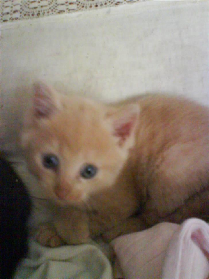 Blanding af racer Lucky<33 (død) :´(   billede 5