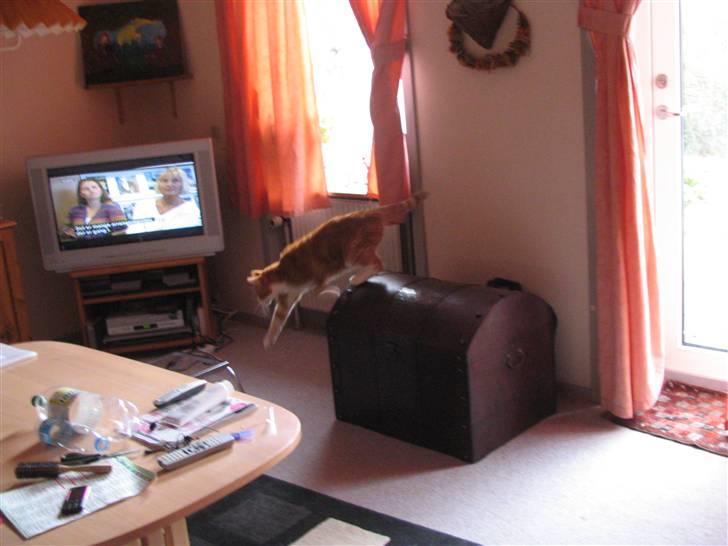 Huskat R.I.P  Orla - jeg hopper du er såå smart orla=D billede 12