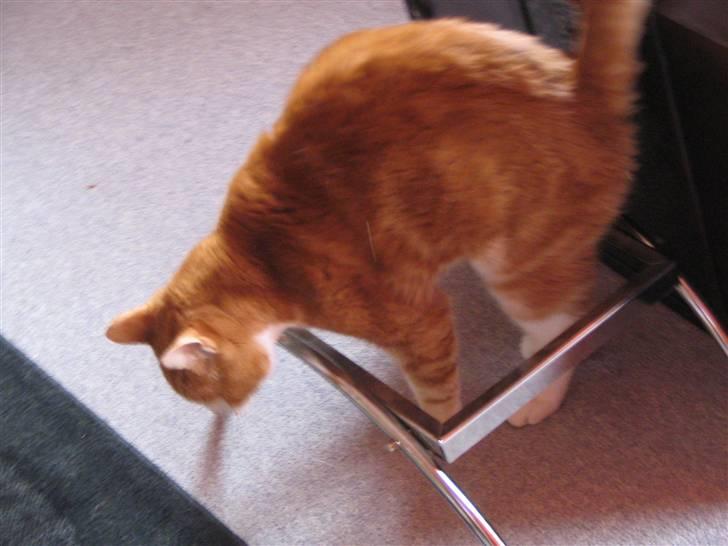 Huskat R.I.P  Orla - hov hov orla hvad er det nu du hopper ind i han er blind så han kan ikke se noget =( men er stadig glad =D det er det bedste =) billede 13