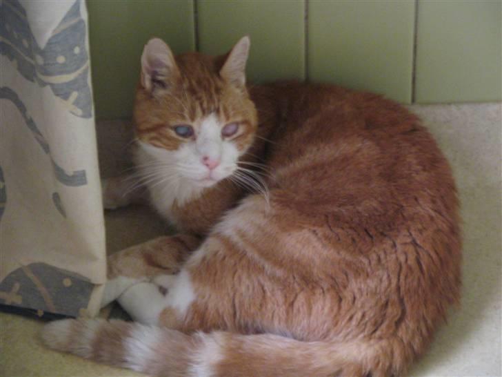 Huskat R.I.P  Orla - jeg ligger i bade værlset elsker det weee :D billede 14