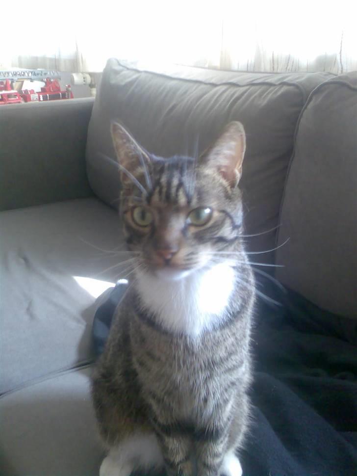 Huskat Snowflake billede 1