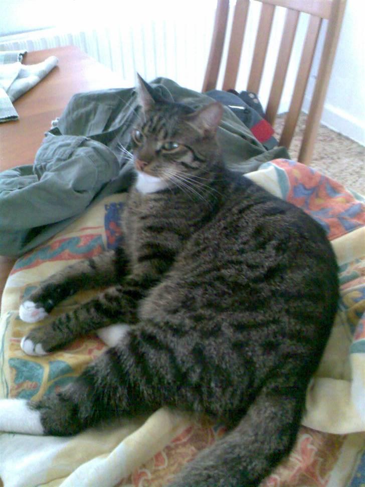 Huskat Snowflake billede 2