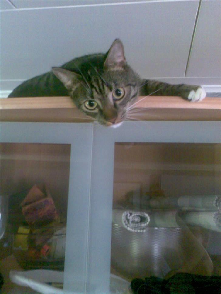 Huskat Snowflake billede 3