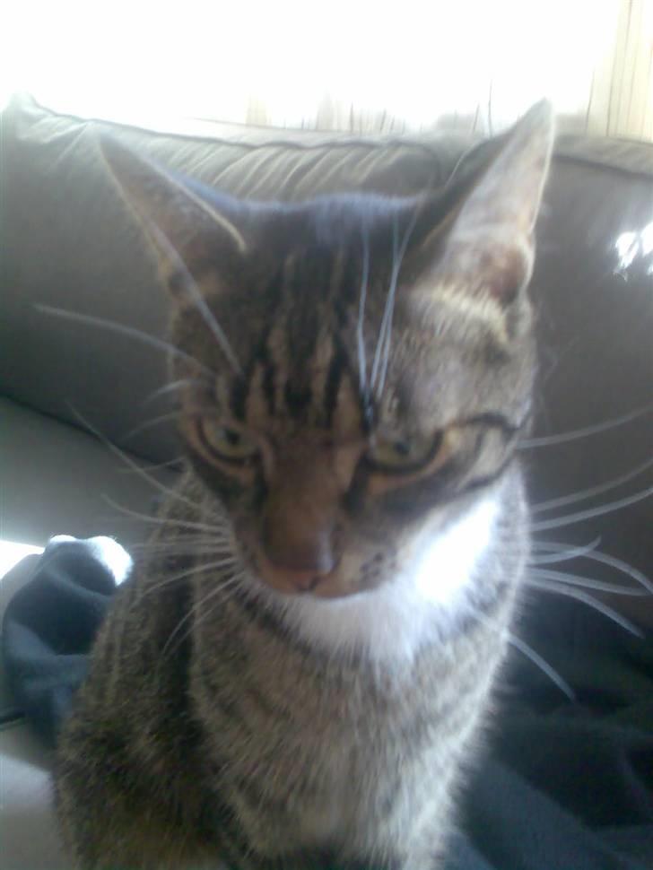 Huskat Snowflake billede 4