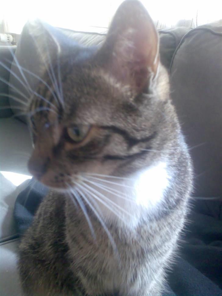 Huskat Snowflake billede 5