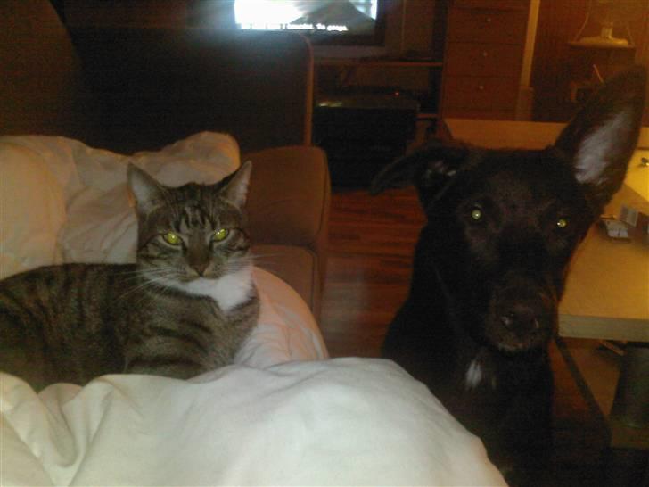 Huskat Snowflake billede 6