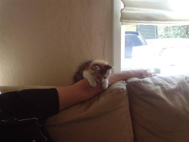 Maine Coon MissYa 03.05. billede 12