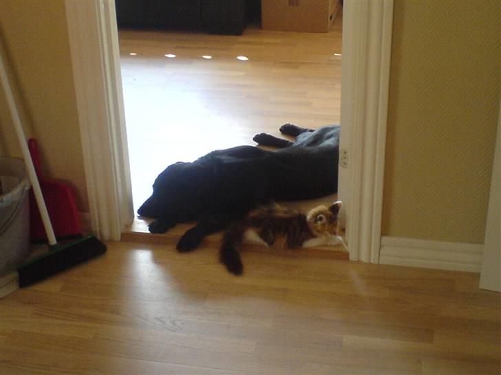 Maine Coon MissYa 03.05. - Dejligt at sove med min bedsteven i det nye hus :D billede 13