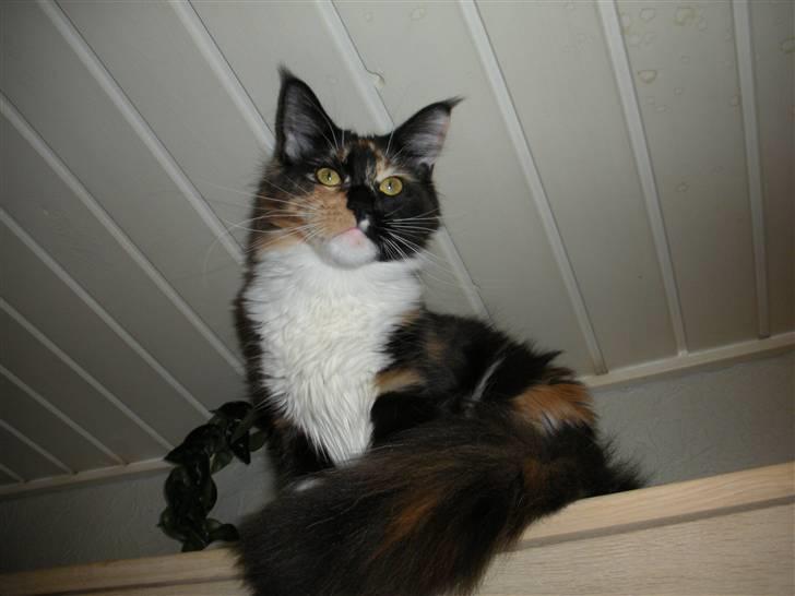 Maine Coon Coon Danica's Flashy - Flashy, 10 mdr billede 6