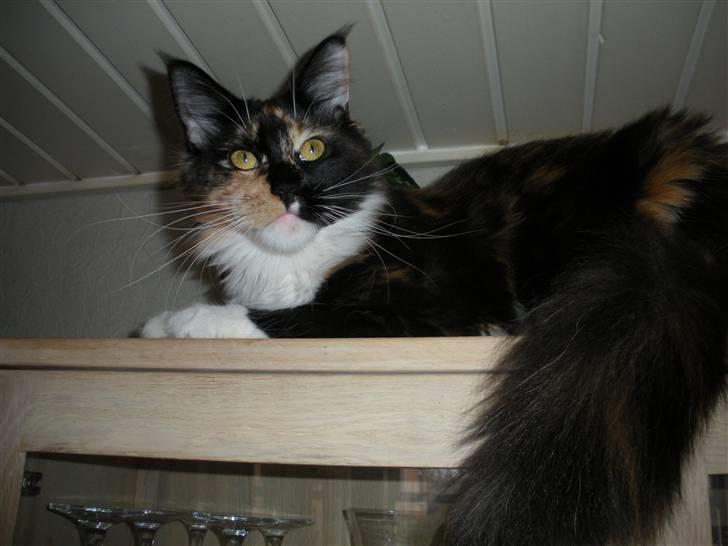 Maine Coon Coon Danica's Flashy - Flashy, 10 mdr billede 7