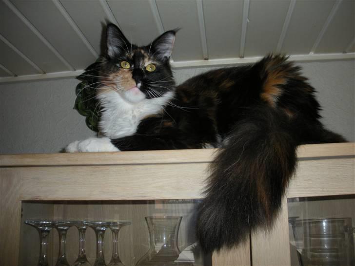 Maine Coon Coon Danica's Flashy - Flashy, 10 mdr billede 8