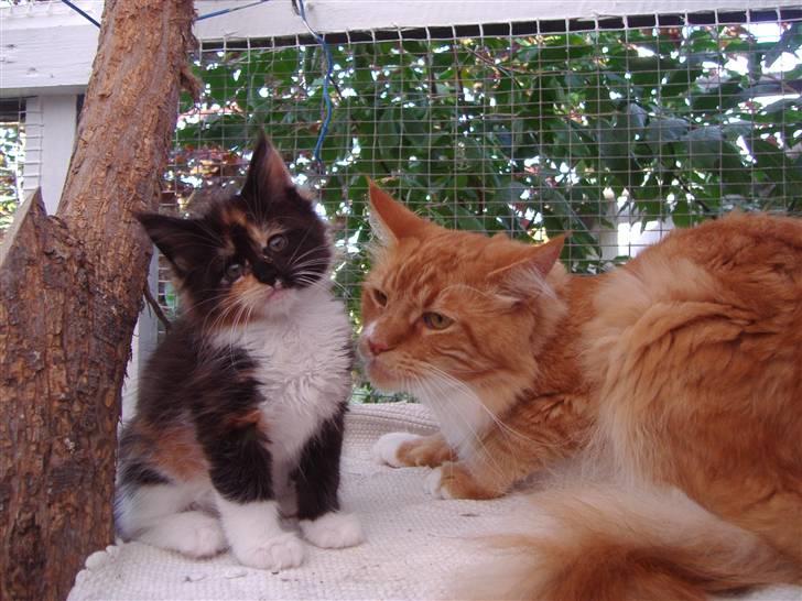 Maine Coon Coon Danica's Flashy - Flashy med morfar billede 9