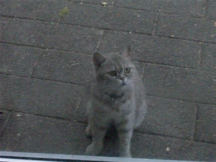 British Shorthair frida billede 2