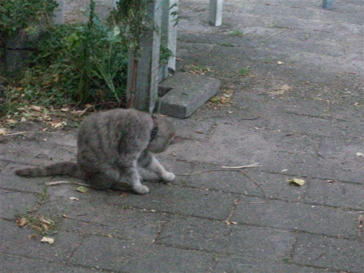 British Shorthair frida billede 3
