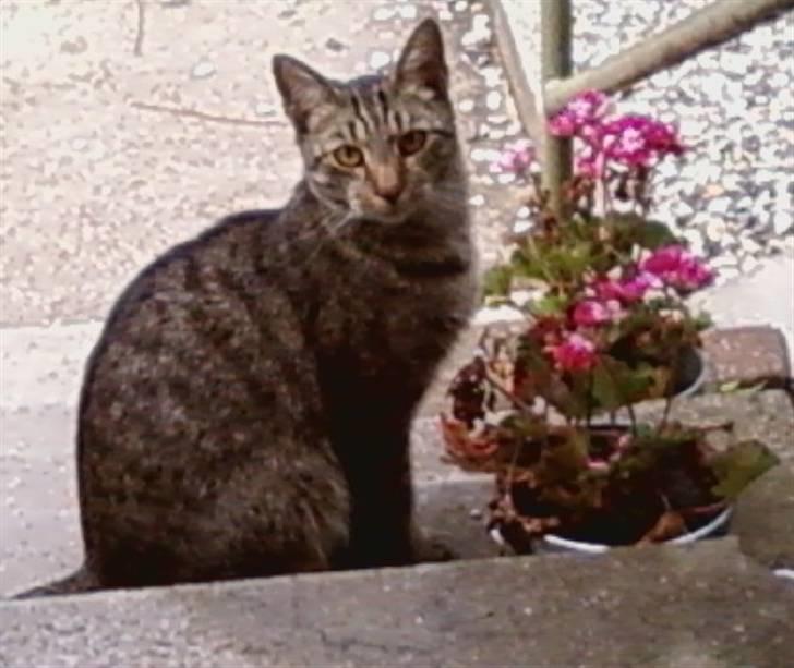 Huskat Sniffer billede 8