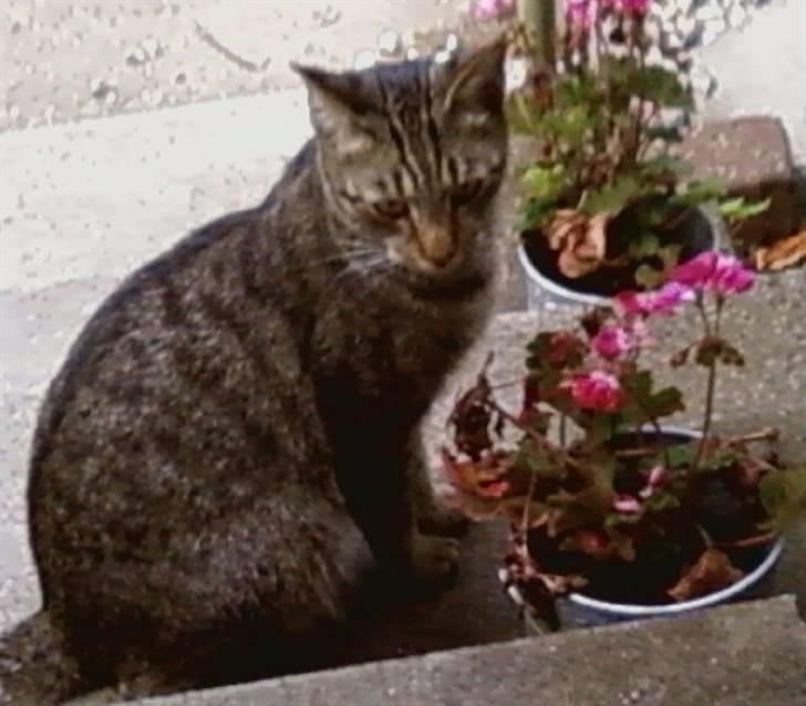 Huskat Sniffer billede 9