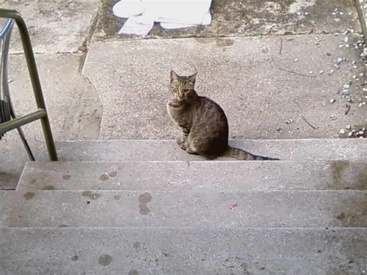 Huskat Sniffer billede 10