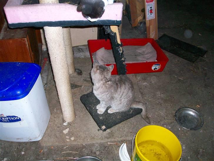 British Shorthair frida billede 7