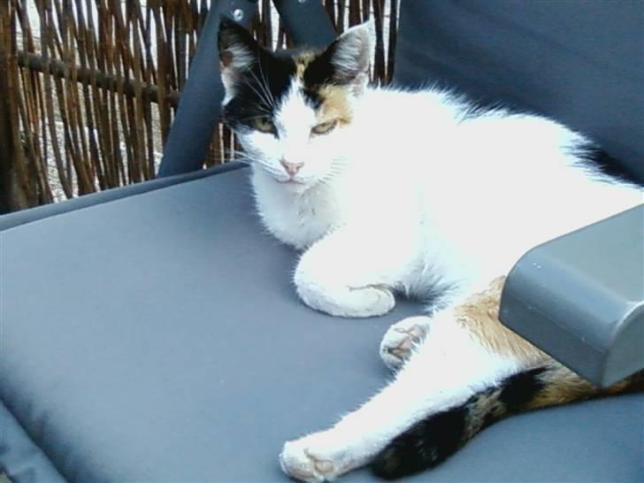 Huskat Mille:) billede 1