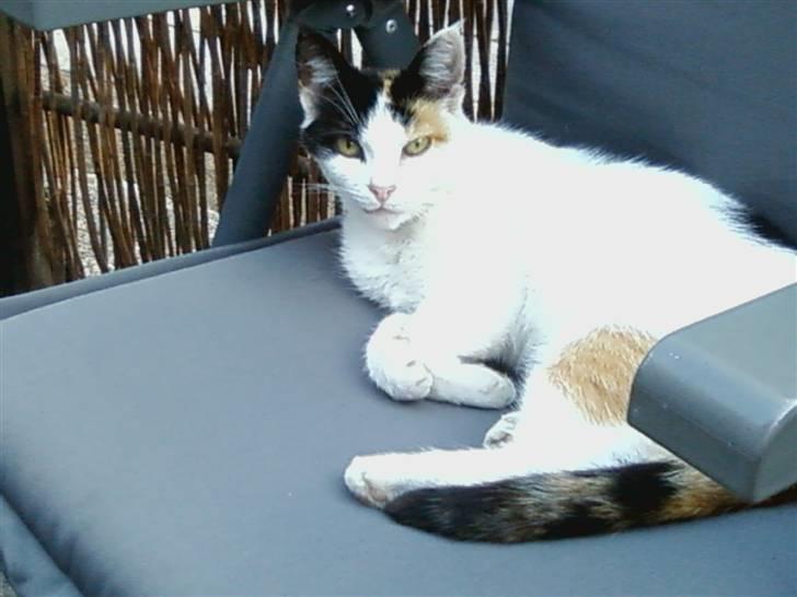 Huskat Mille:) billede 2