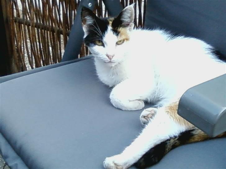 Huskat Mille:) billede 3