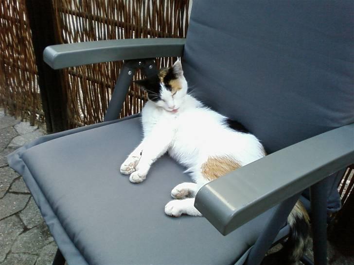 Huskat Mille:) billede 4