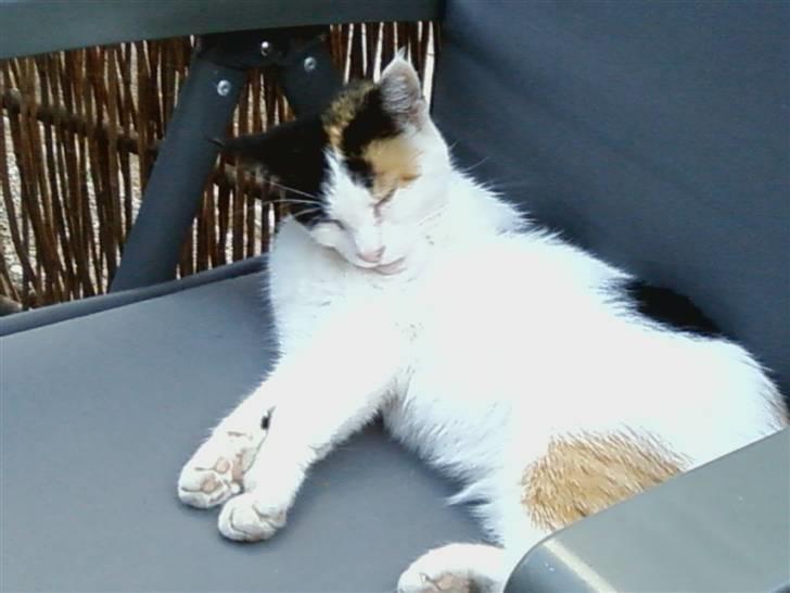 Huskat Mille:) billede 5