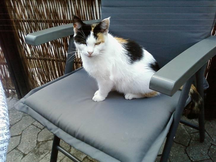 Huskat Mille:) billede 6