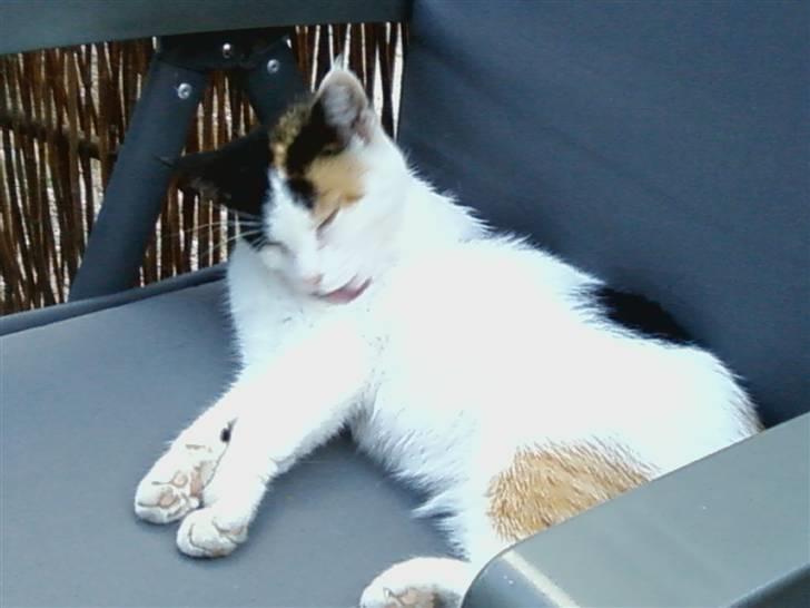 Huskat Mille:) billede 7