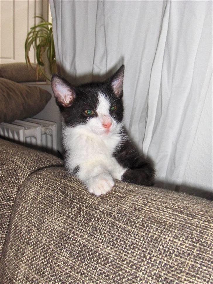 Huskat Blacki billede 9