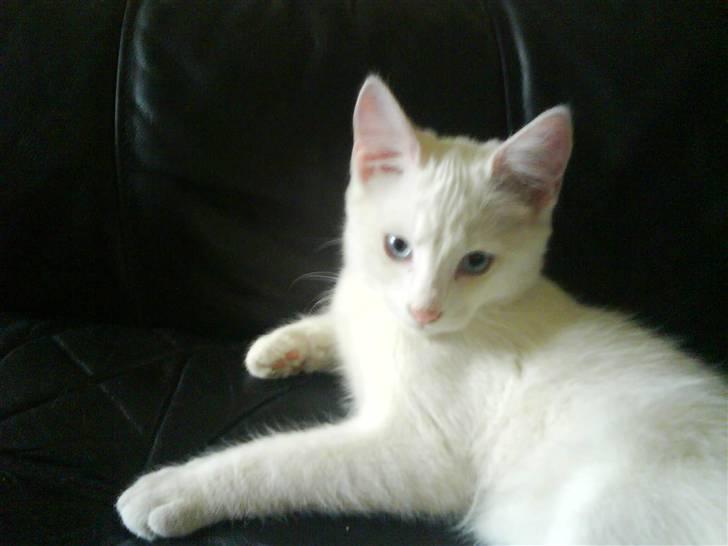 Huskat Sniff billede 1