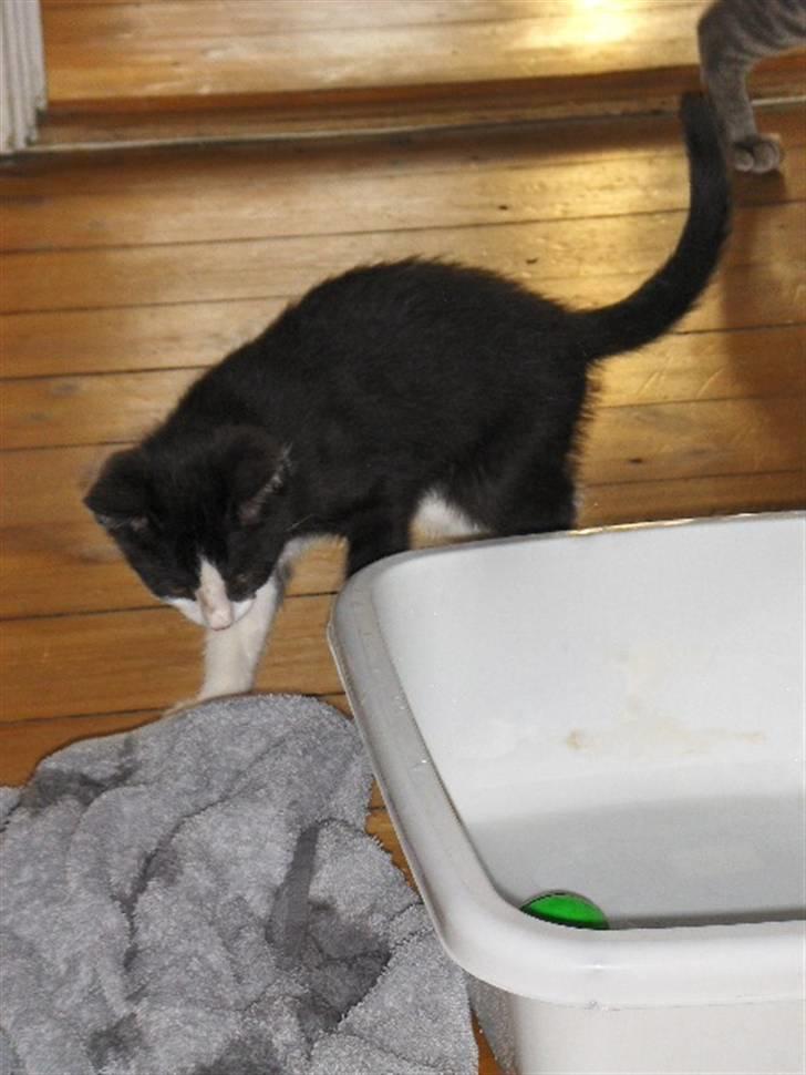 Huskat Blacki billede 11