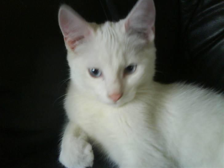 Huskat Sniff billede 2