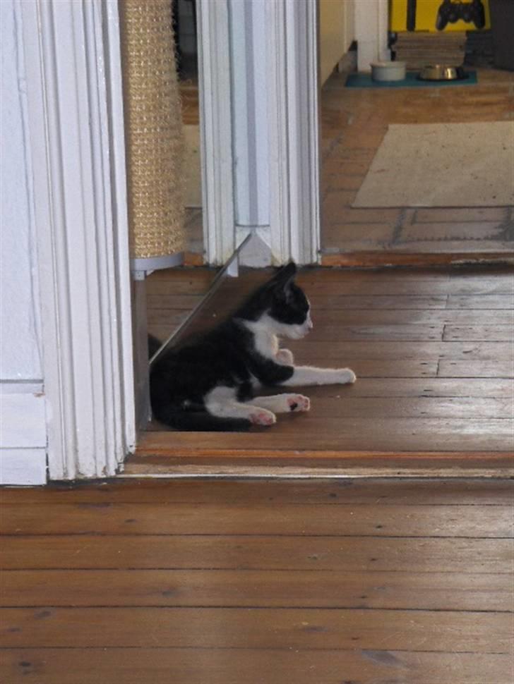 Huskat Blacki billede 12