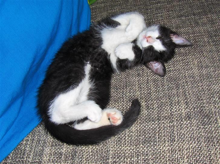 Huskat Blacki billede 13