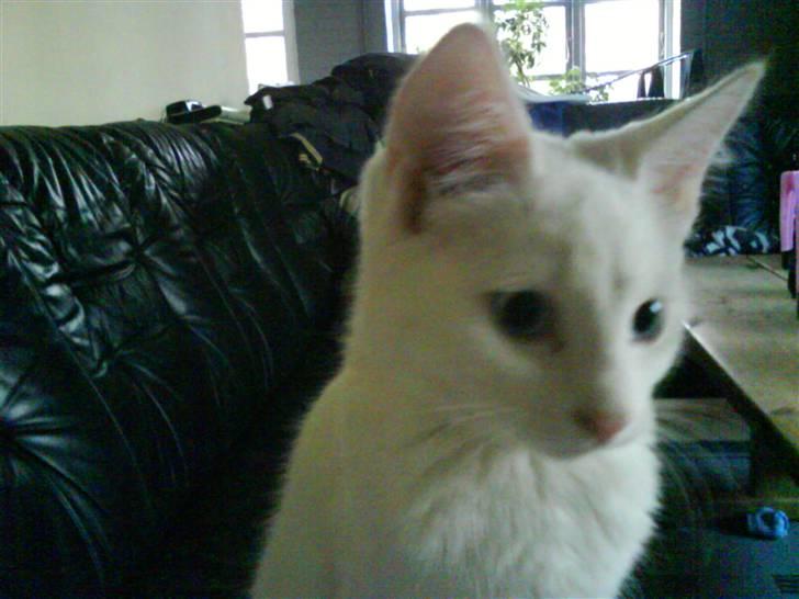 Huskat Sniff billede 3