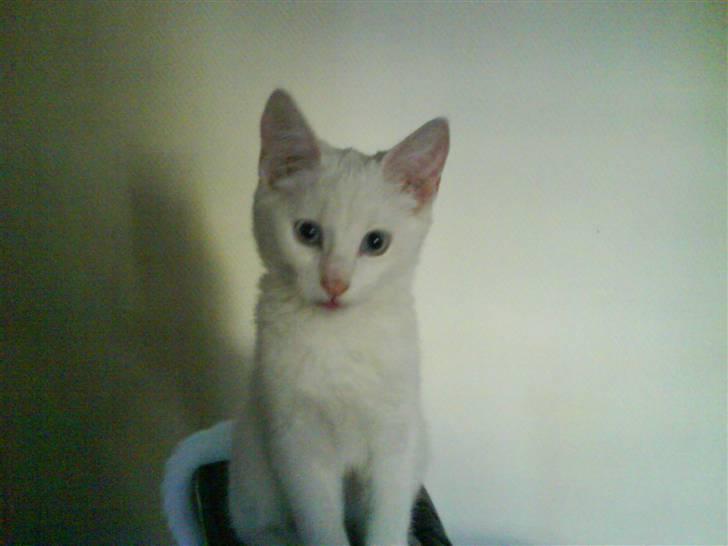 Huskat Sniff billede 4