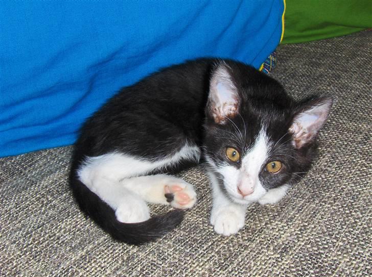 Huskat Blacki billede 14