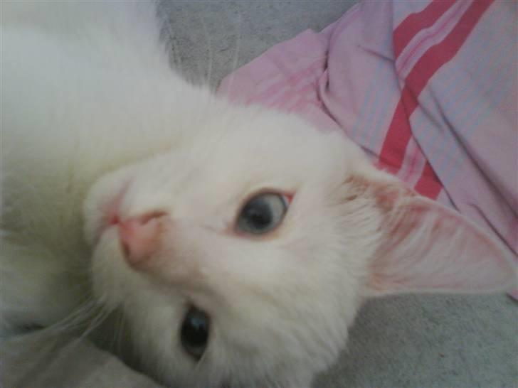 Huskat Sniff billede 5